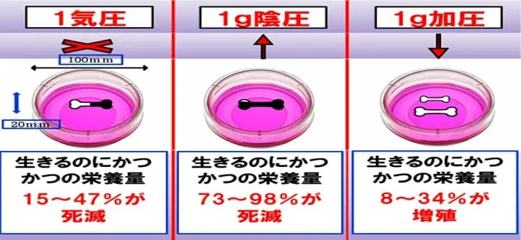 通常は１５～４７％が死滅。陰圧は７３～９８％が死滅。加圧は８～３４％が増殖。