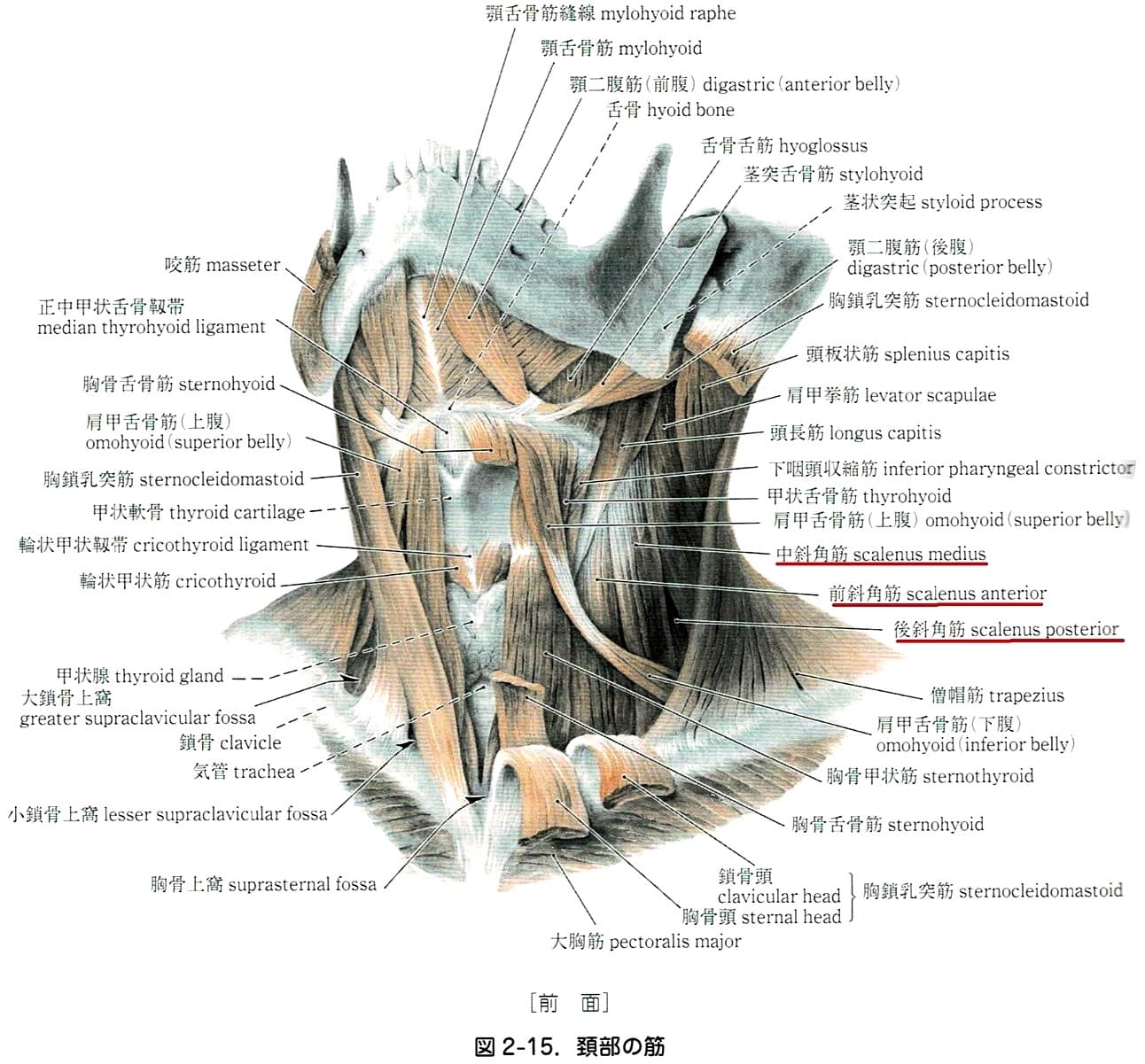 泊駅西 整形 ホームページ 日本初 返金制度導入