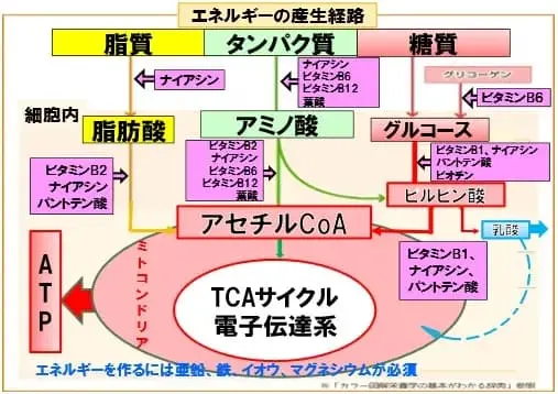 エネルギーの産生回路