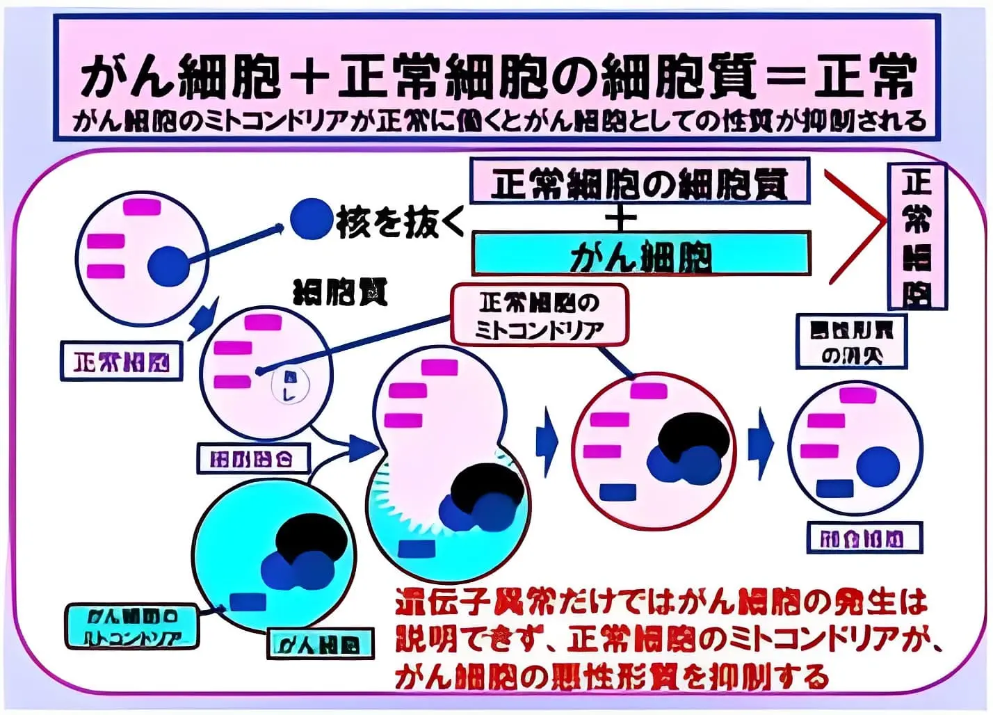 がん細胞の融合実験