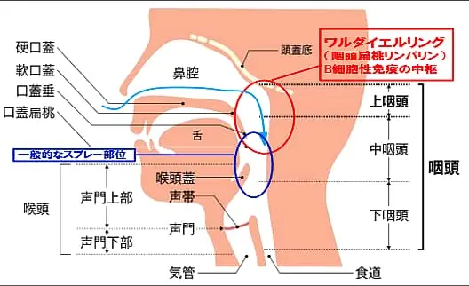 Ｂスポット療法イラスト