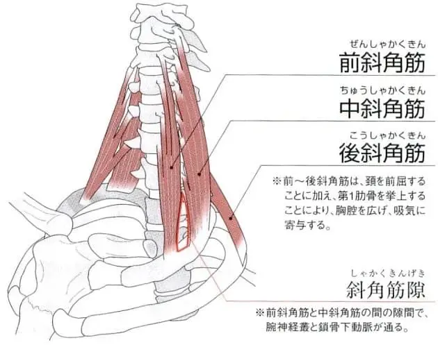 斜角筋